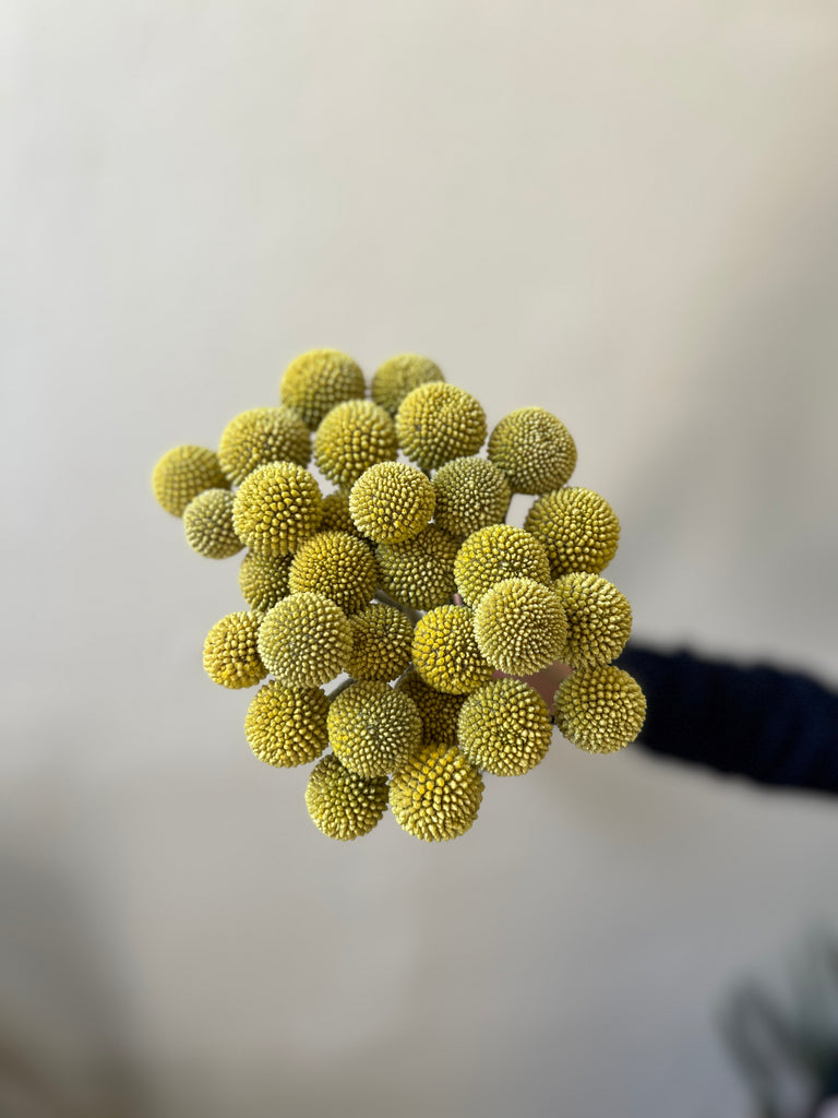 Yellow Craspedia - The Home Edit