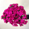 Dark Pink Dianthus  - The Home Edit