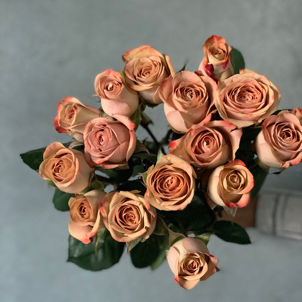 Cappuccino Roses - The Home Edit