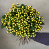 Cream Hypericum - The Home Edit