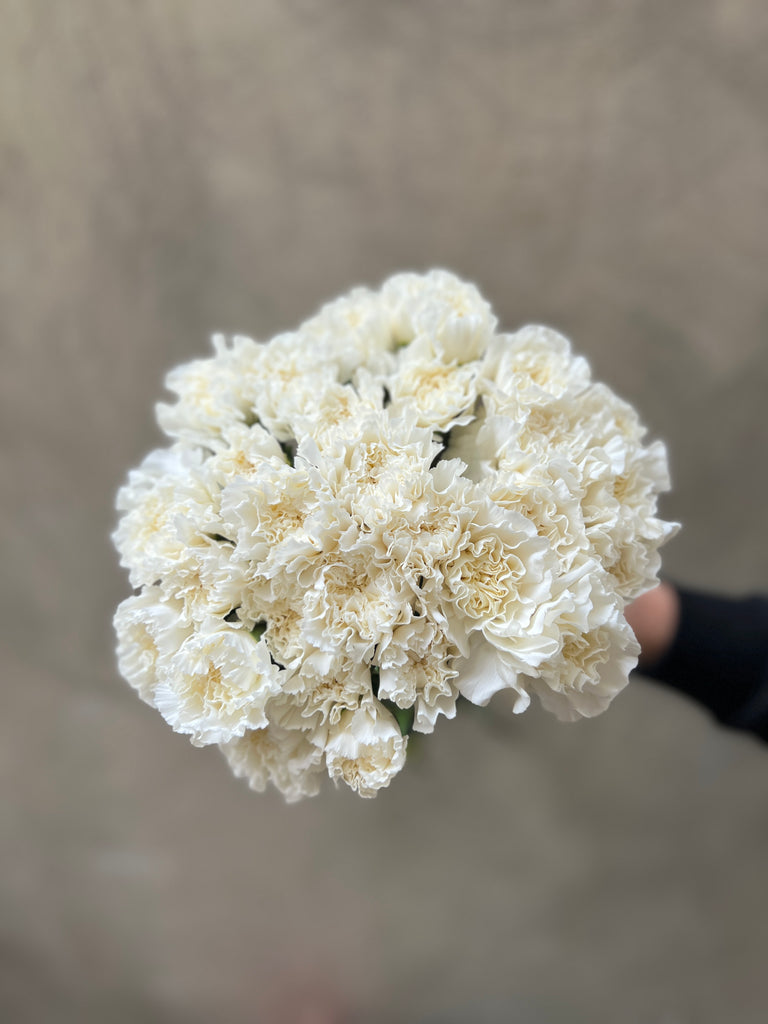 White Carnations - The Home Edit