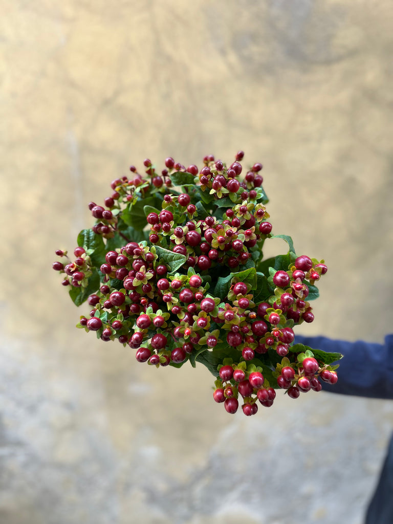 Coco Hypericum - The Home Edit