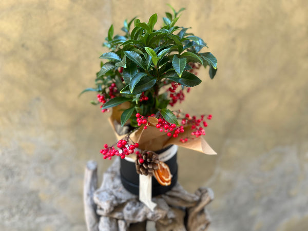Ardisia Berry Plant