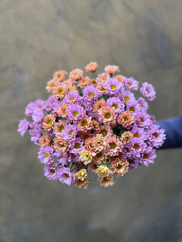 Mixed Santini Chrysanthemums - The Home Edit
