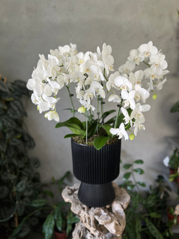 Waterfall White Orchid in a Black Footed Pot