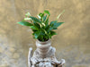 Spathyphyllium in Decorative Pot