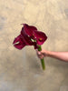 Mocha Calla - The Home Edit