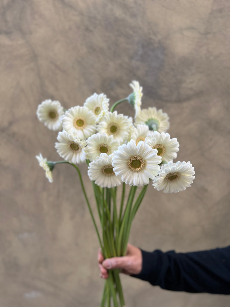 White Germini - The Home Edit