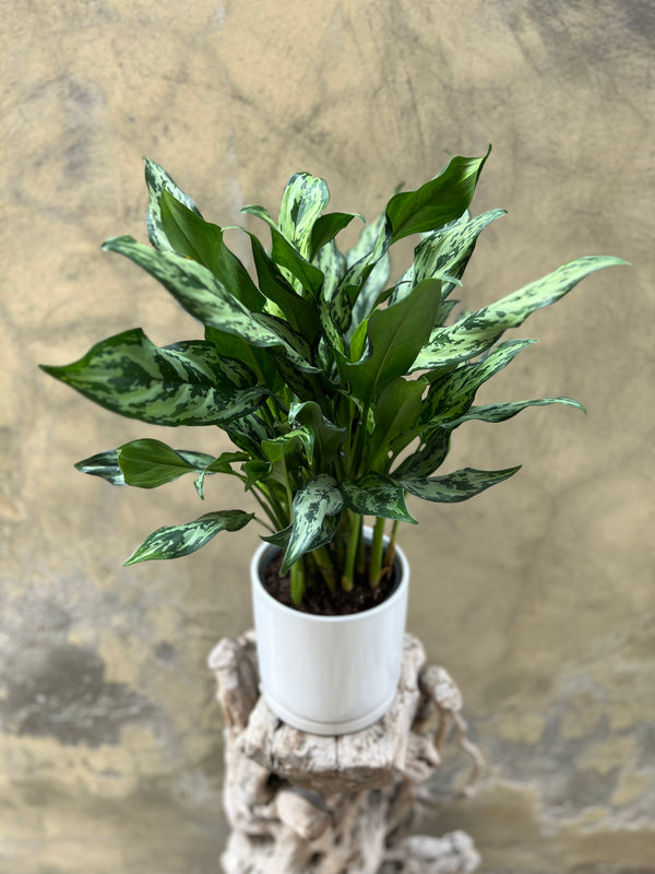 Aglaonema 'Miss Juliette' in a White Pot