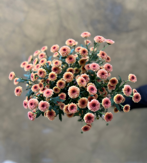 Apricot Chrysanthemum Santini
