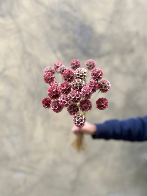 Scabiosa Stellata Pod (Maroon) - The Home Edit