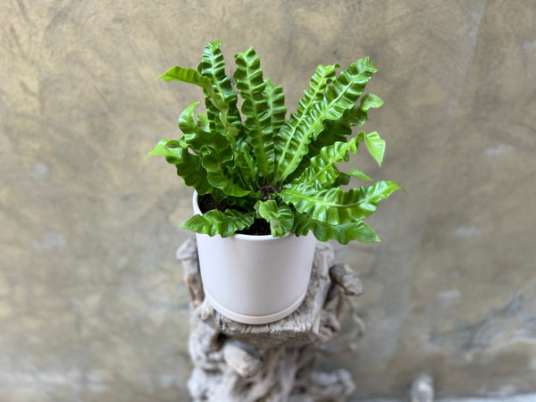 Asplenium Osaka Planter