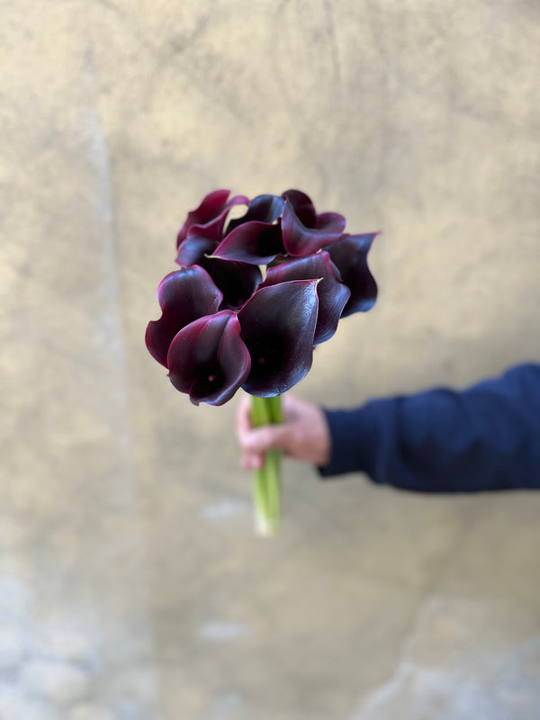 Calla 'Rudolph' - The Home Edit