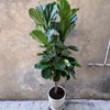 Ficus Lyrata - Large Floor Plant