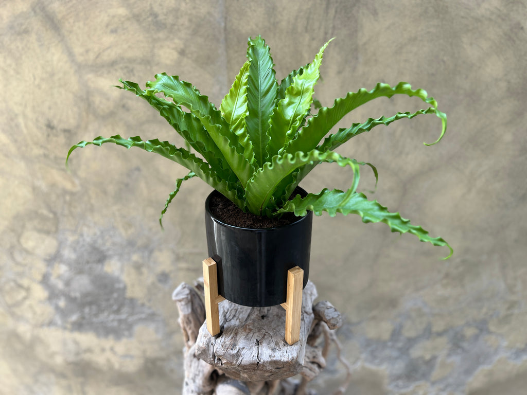 Asplenium Osaka Planter