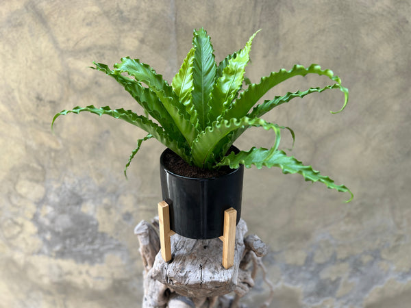 Asplenium Osaka Planter