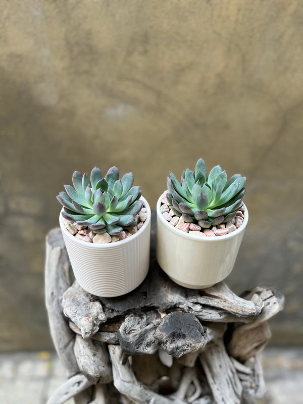 Succulent Set in a Creamy White Pot
