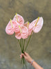 Pink Anthurium - The Home Edit