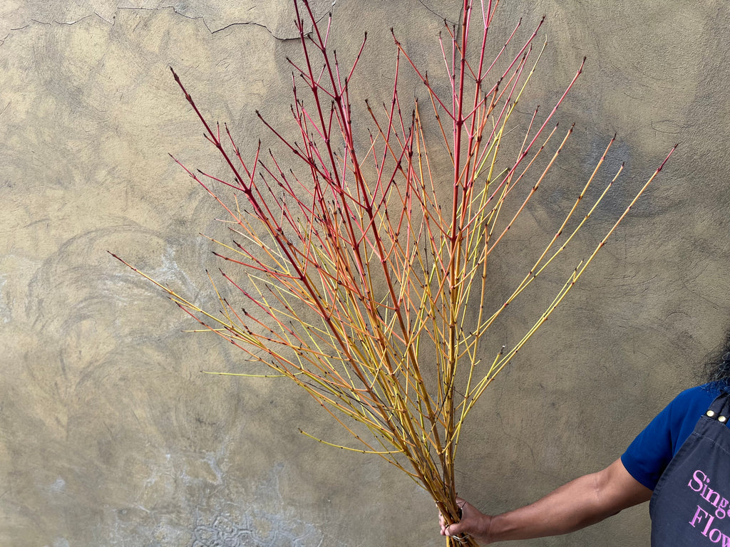 Cornus Branches - The Home Edit
