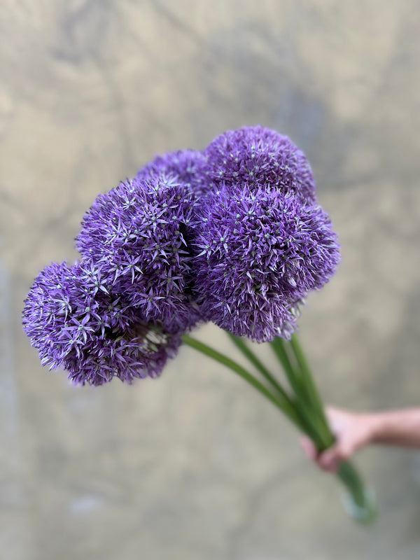 Purple Allium Gladiator - The Home Edit