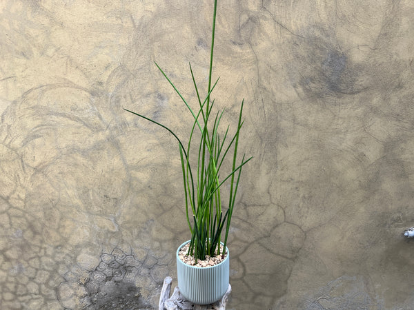Sansevieria Cylindrica