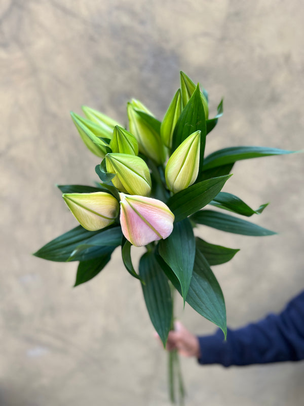 Pink Oriental Lilies - The Home Editt