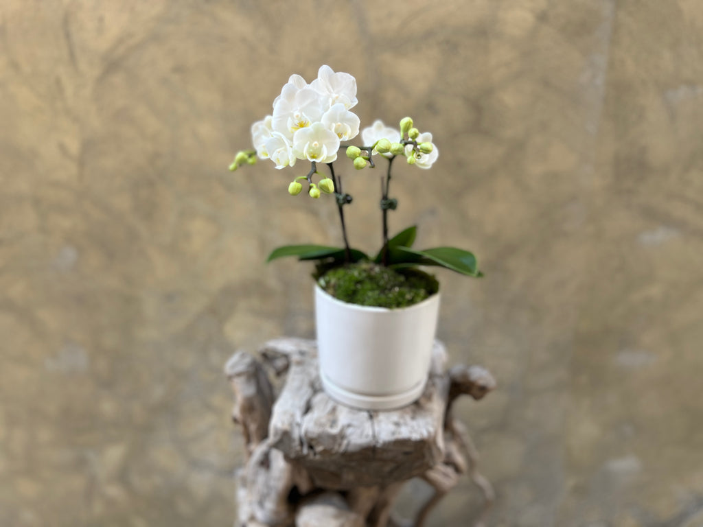 Mini White Orchid Planter