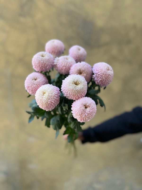 Lilac Ping Pong Chrysanthemums - The Home Edit