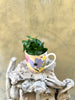Teacher’s Day Mug + Coffea Arabica Plant