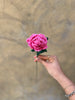 Gratitude Bouquet with Everlasting Flower