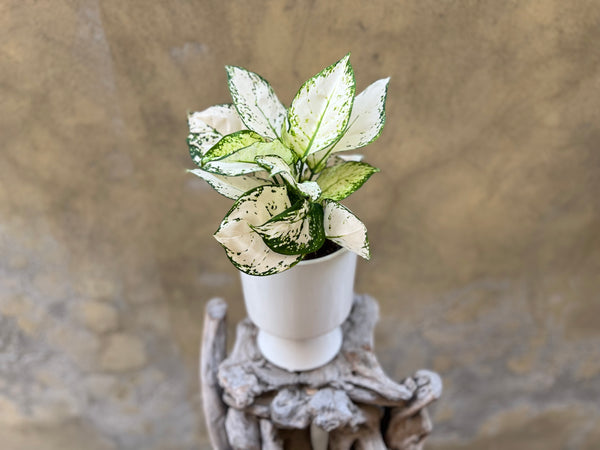 Aglaonema 'White Joy'