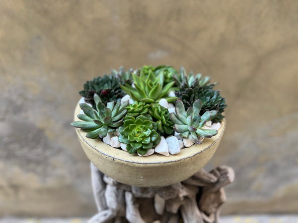 Medium Succulent Bowl