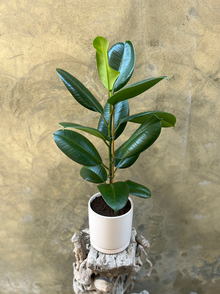 Ficus Elastica Robusta