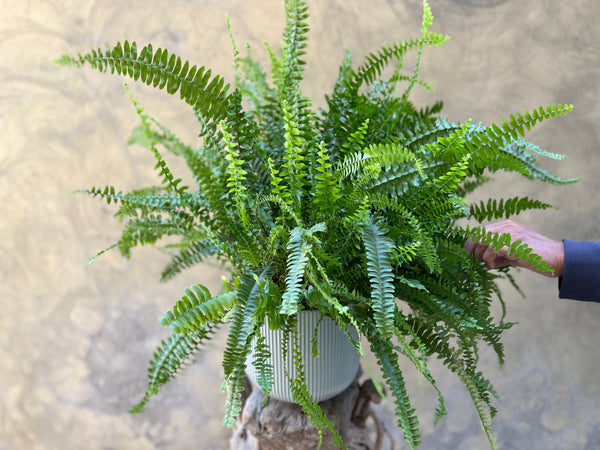 Sword Fern