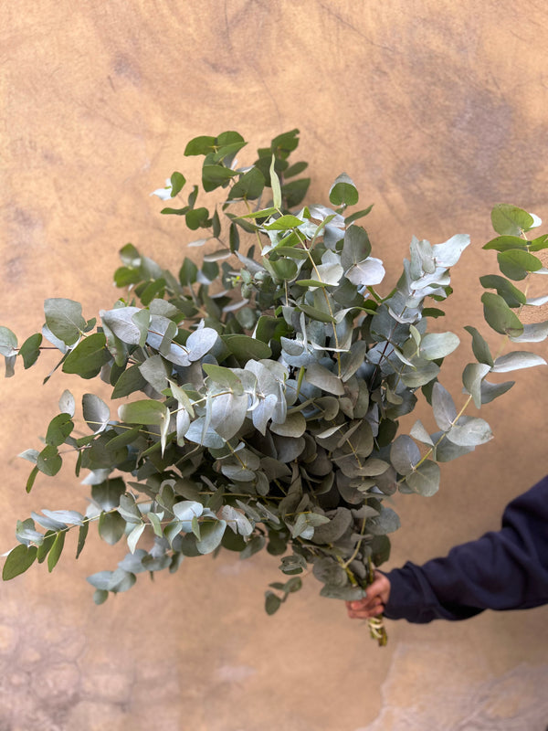 Eucalyptus Cinerea - The Home Edit
