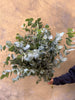 Eucalyptus Cinerea - The Home Edit