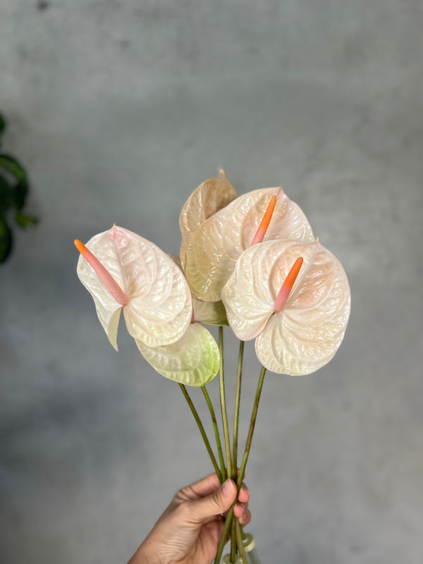 Pearl Anthurium - The Home Edit
