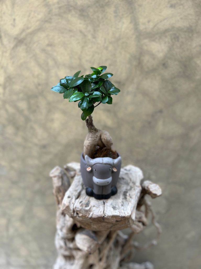 Ficus Ginseng Bonsai in a Decorative Pot (Bull)