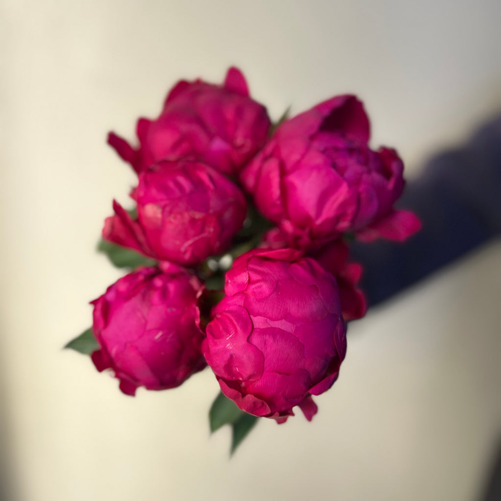 Avis Varner Peonies - The Home Edit