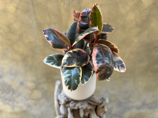 Ficus Elastica Belize in a Creamy White Pot