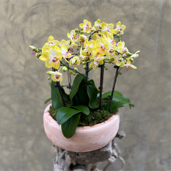Canary Orchid Planter
