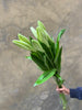 Longiflorum White Lilies - The Home Edit
