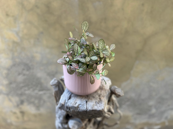 Fittonia in Pink Pot