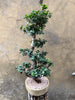 Magnificent Ficus Ginseng (Bonsai)