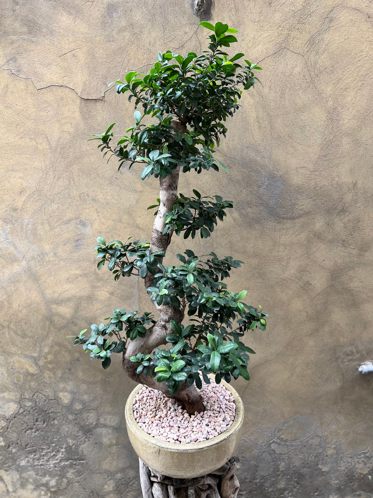 Magnificent Ficus Ginseng (Bonsai)