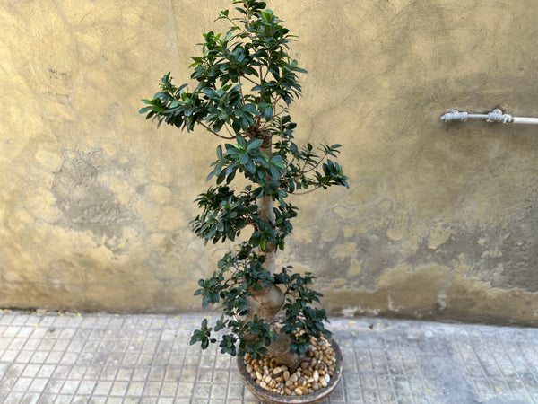 Magnificent Ficus Ginseng (Bonsai)