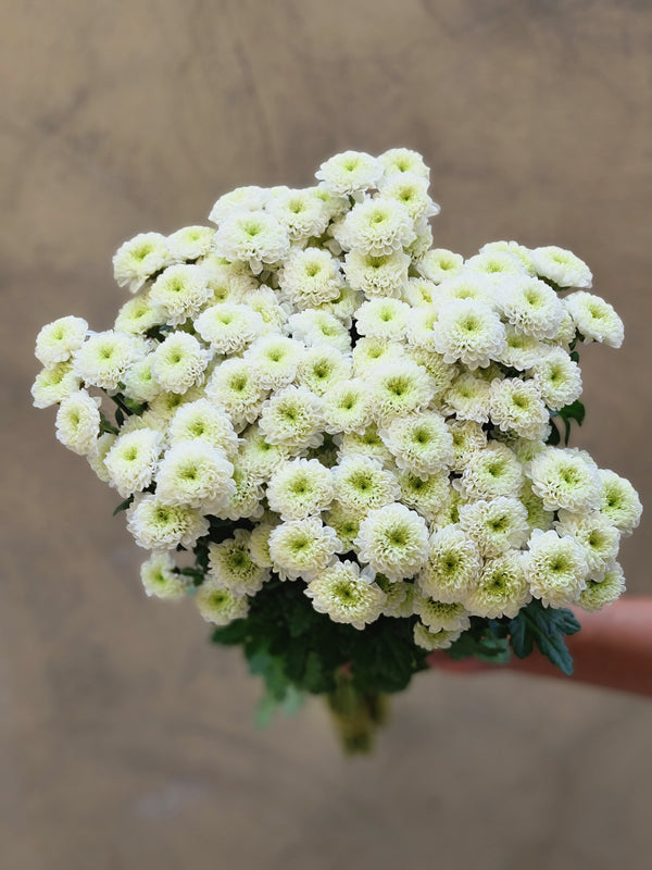 Chrysanthemums Santini Spray White - The Home Edit