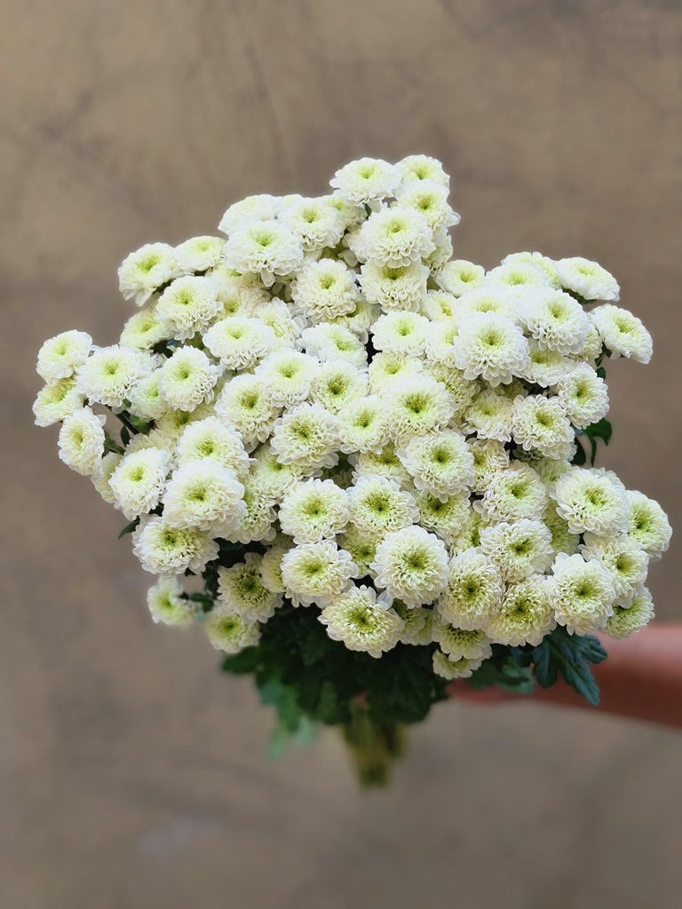 Chrysanthemums Santini Spray White - The Home Edit