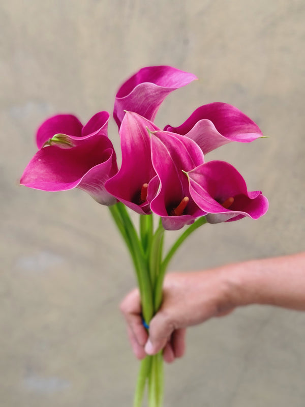 Calla 'Captain Romance' - The Home Edit