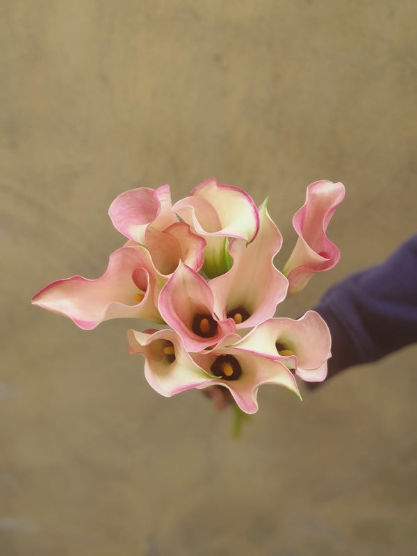 Calla 'Captain Rosette' - The Home Edit